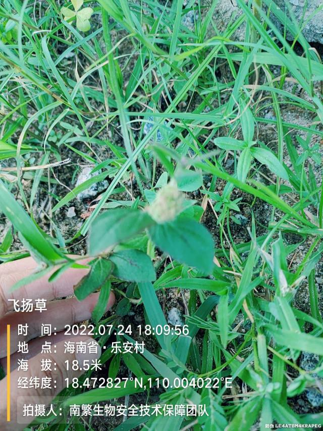 飞扬草