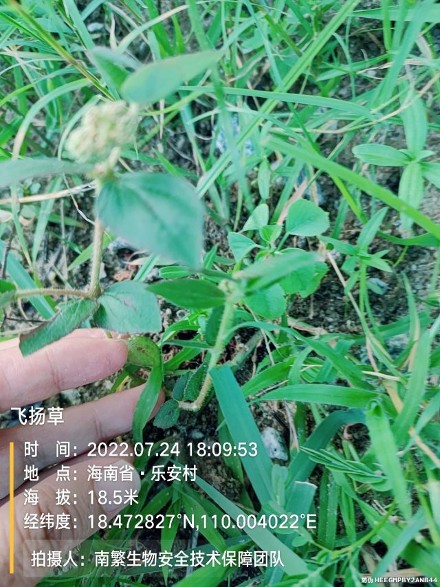 飞扬草