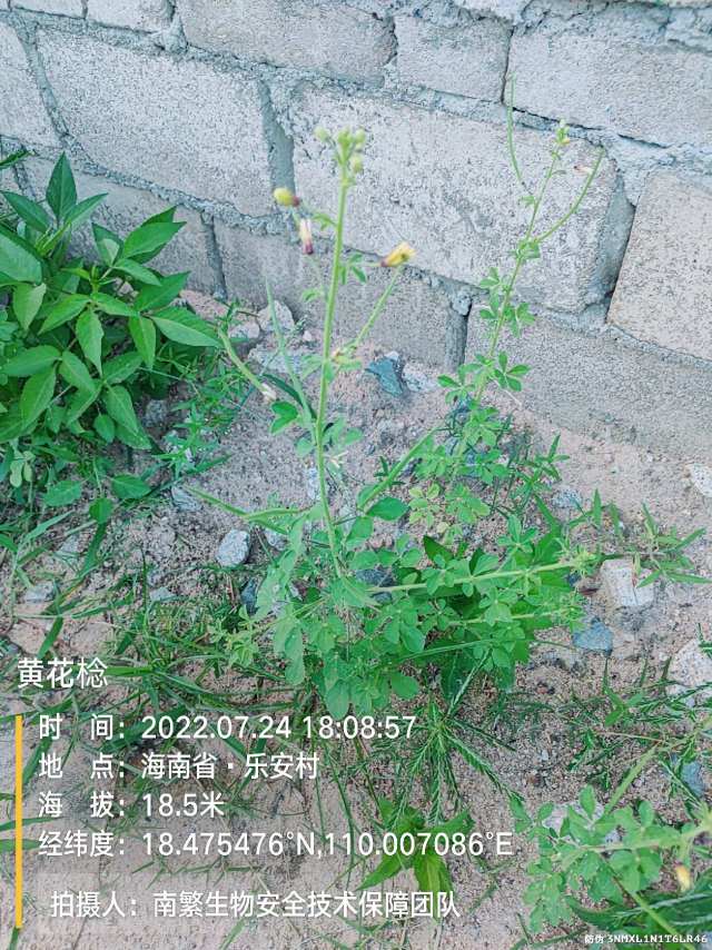 黄花棯