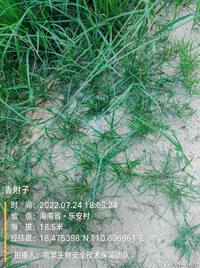 香附子
