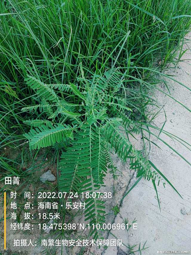田菁