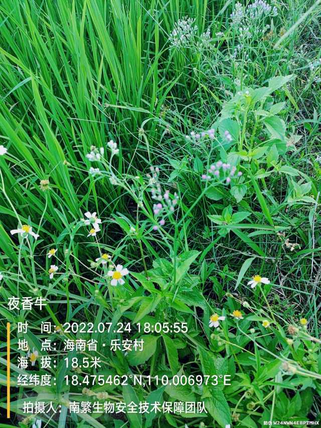 夜香牛