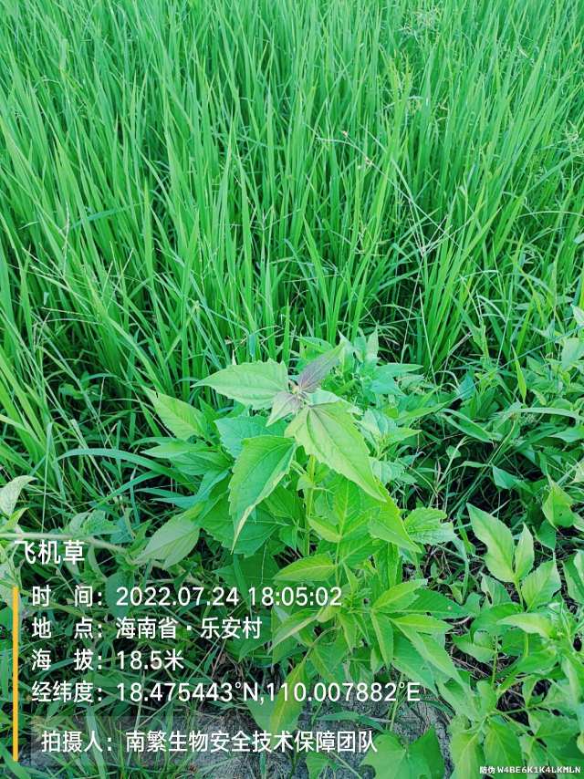 飞机草