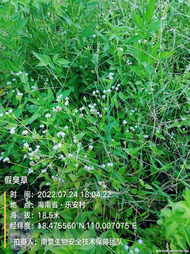 假臭草