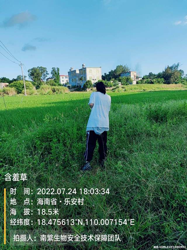 含羞草