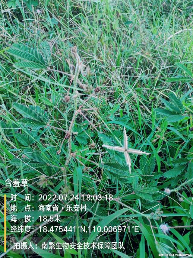 含羞草