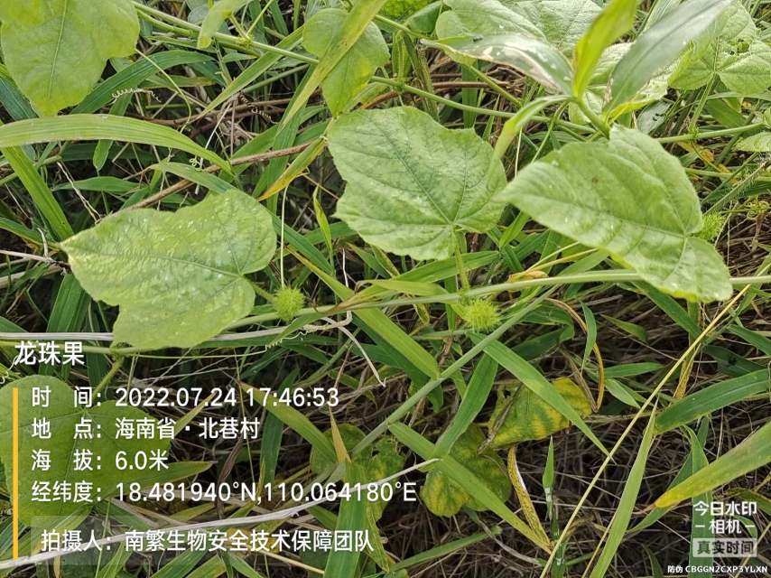 龙珠果