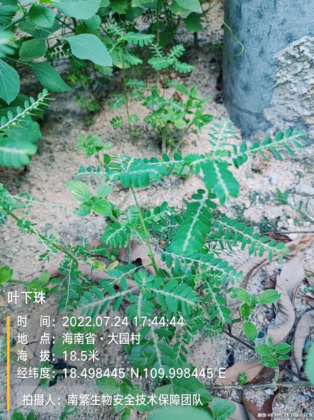叶下珠