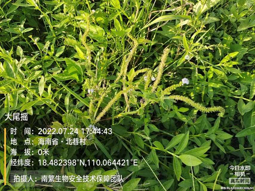 大尾摇