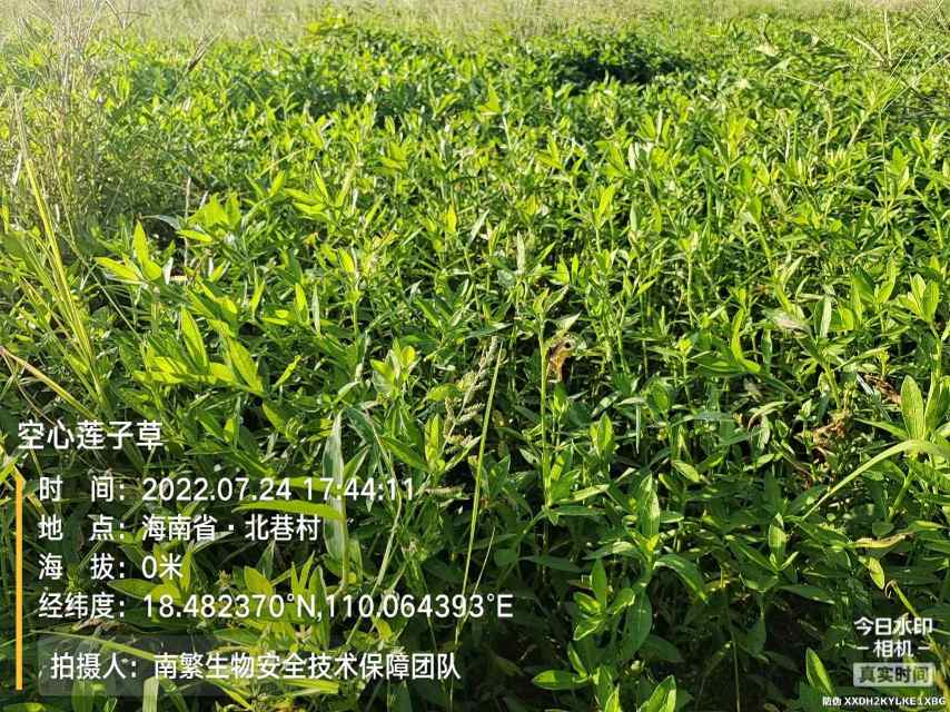 空心莲子草
