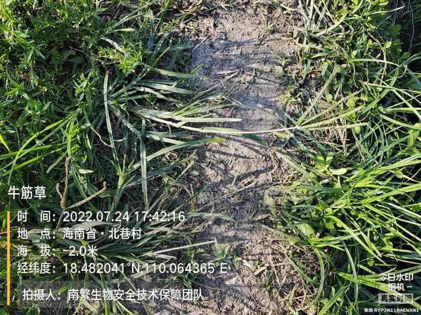 牛筋草
