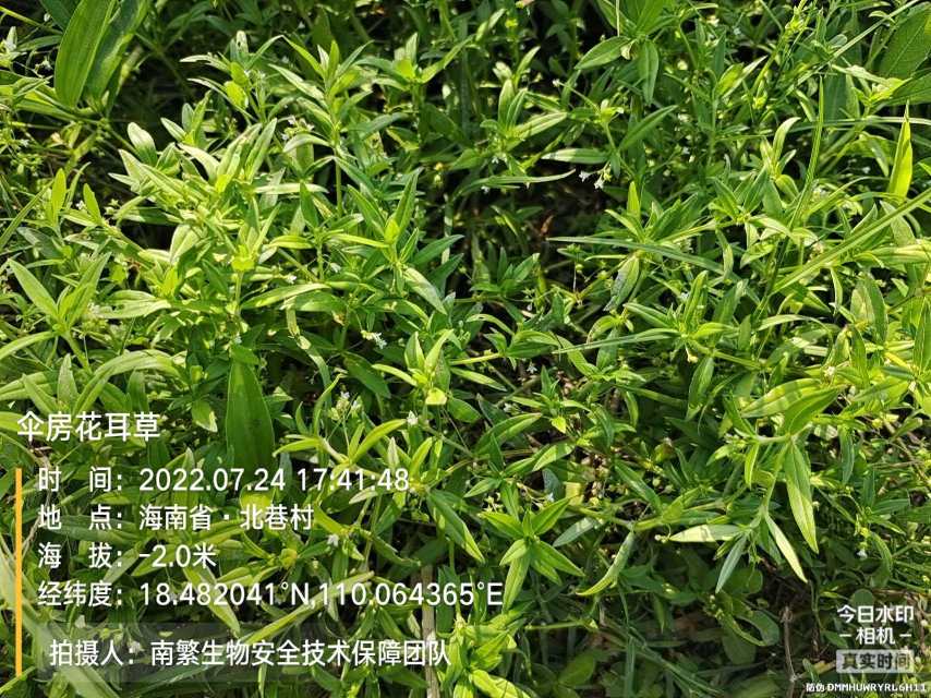 伞房花耳草