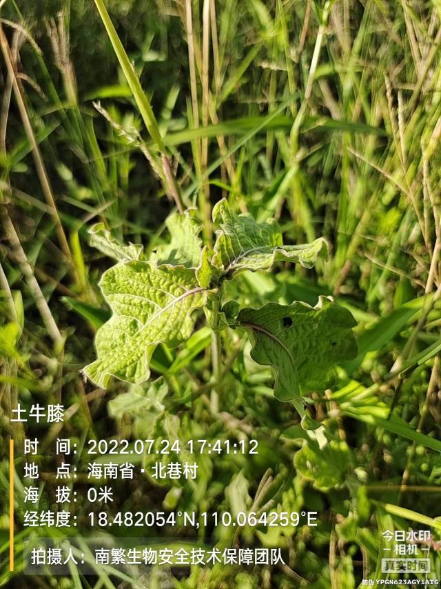 土牛膝