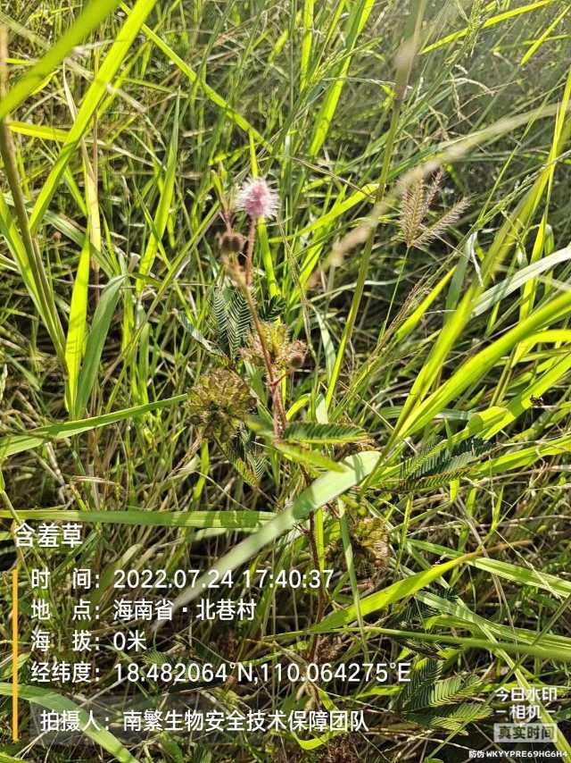 含羞草