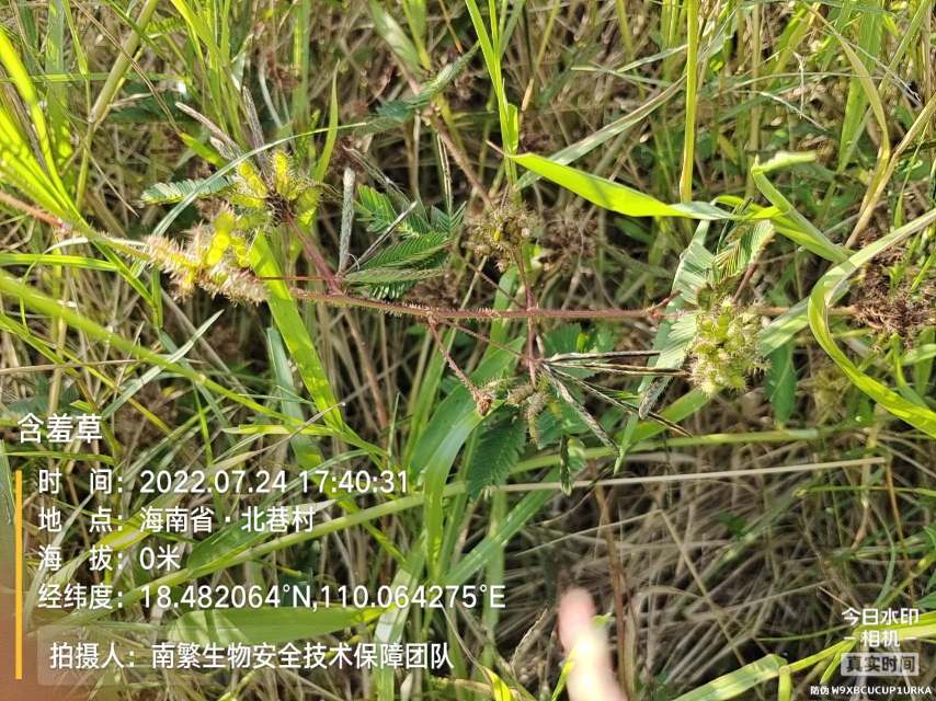 含羞草