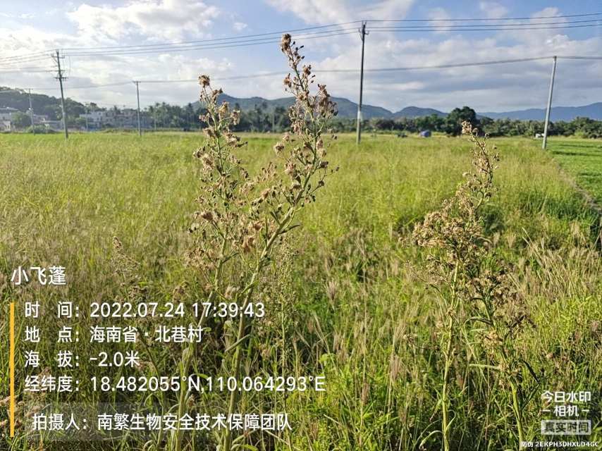 小飞蓬
