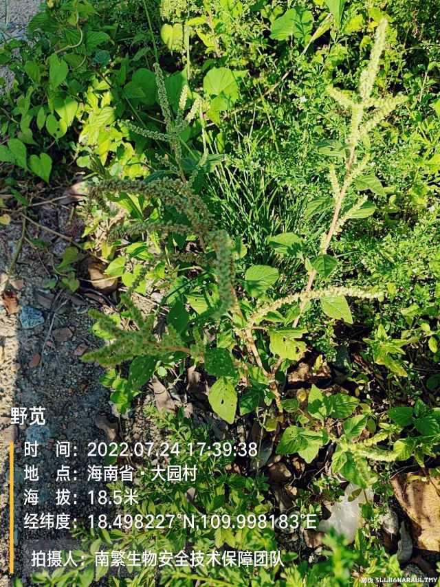 野苋