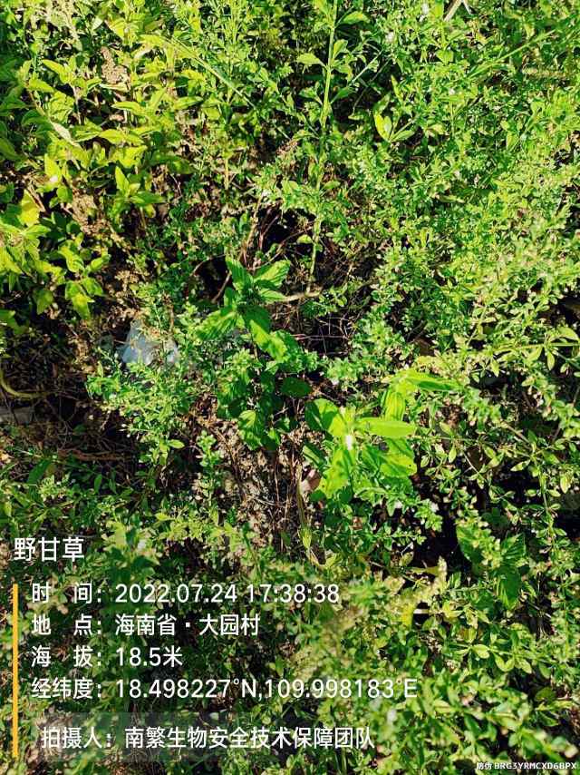 野甘草
