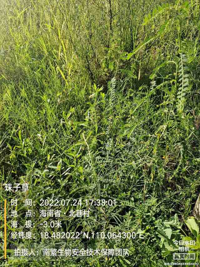 珠子草