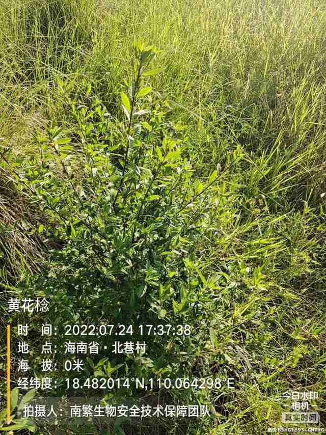 黄花棯