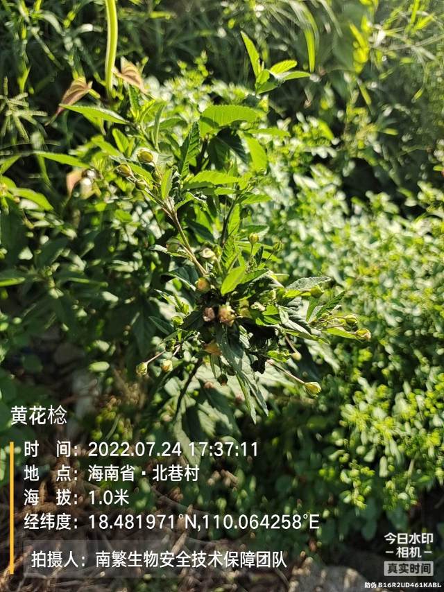 黄花棯