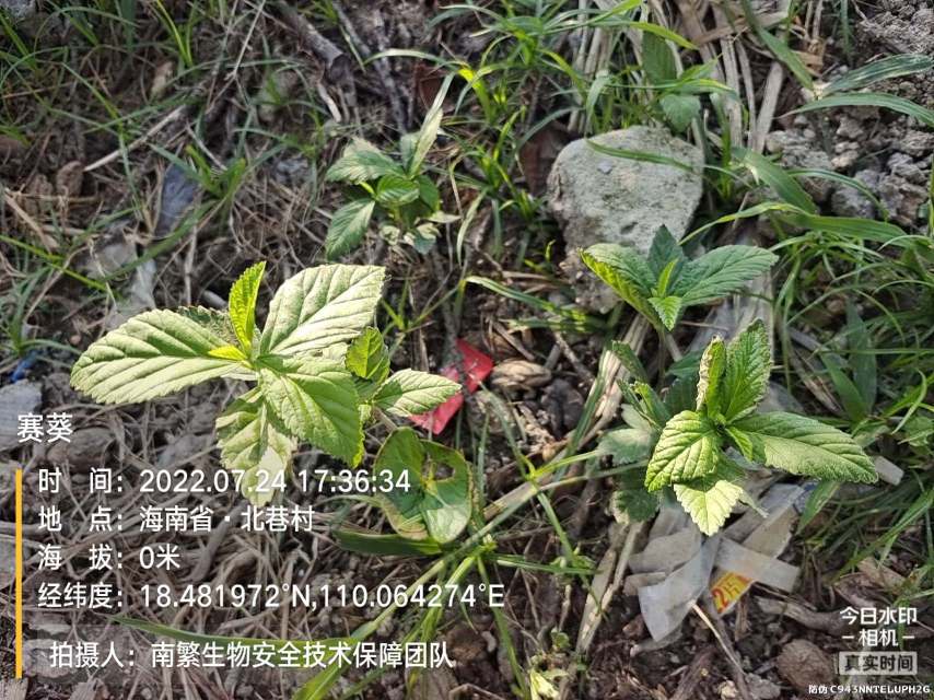 赛葵