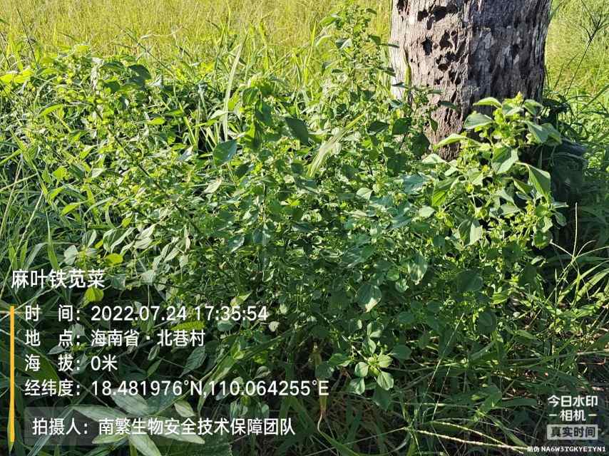 麻叶铁苋菜