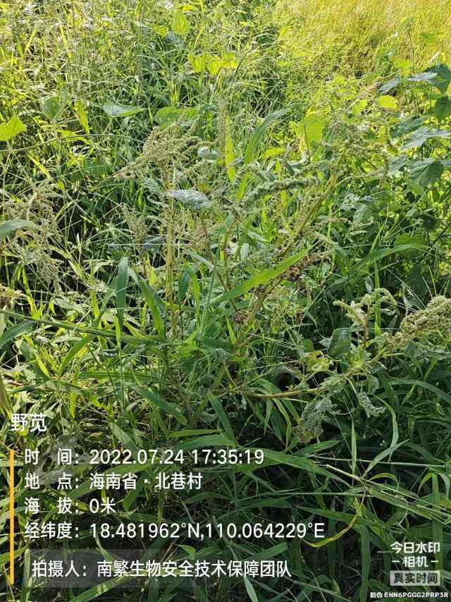 野苋