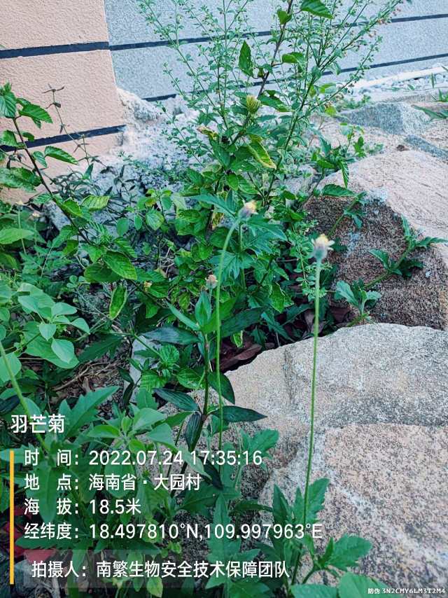 羽芒菊
