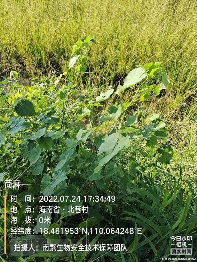 苘麻