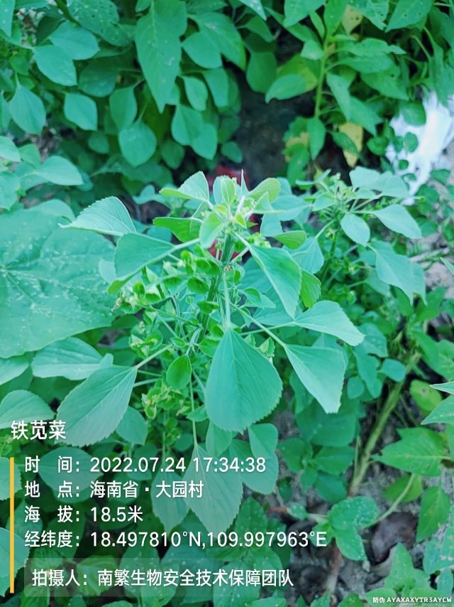 铁苋菜
