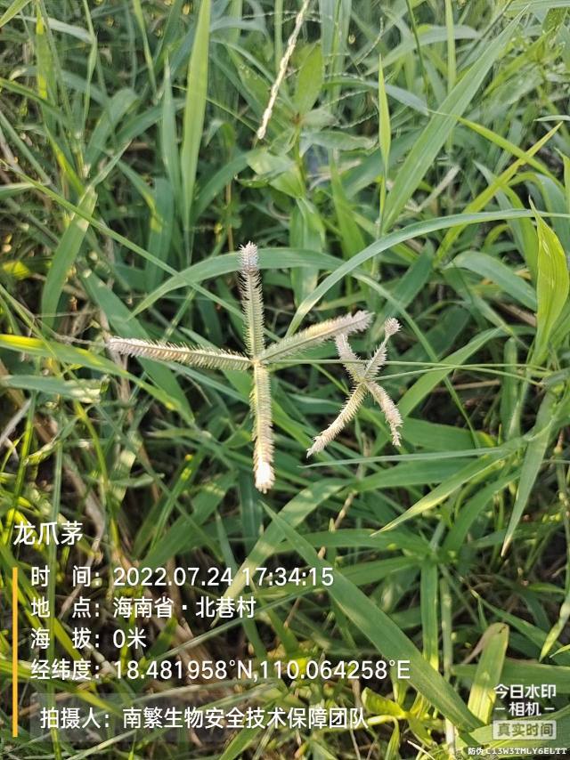 龙爪茅