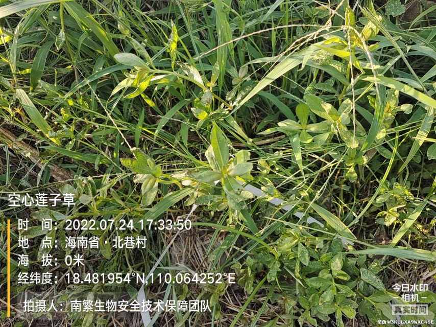 空心莲子草