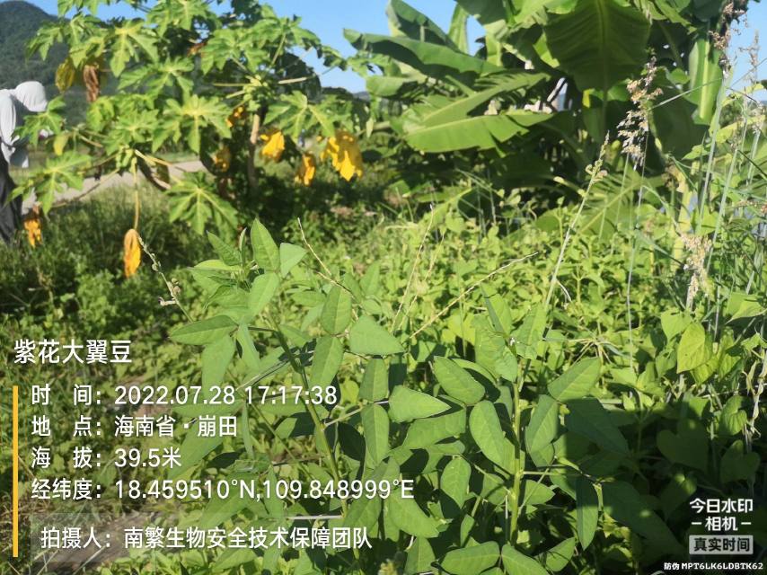 紫花大翼豆