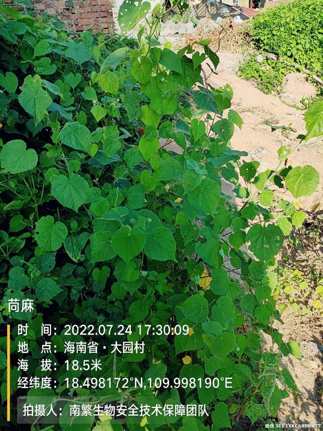 苘麻