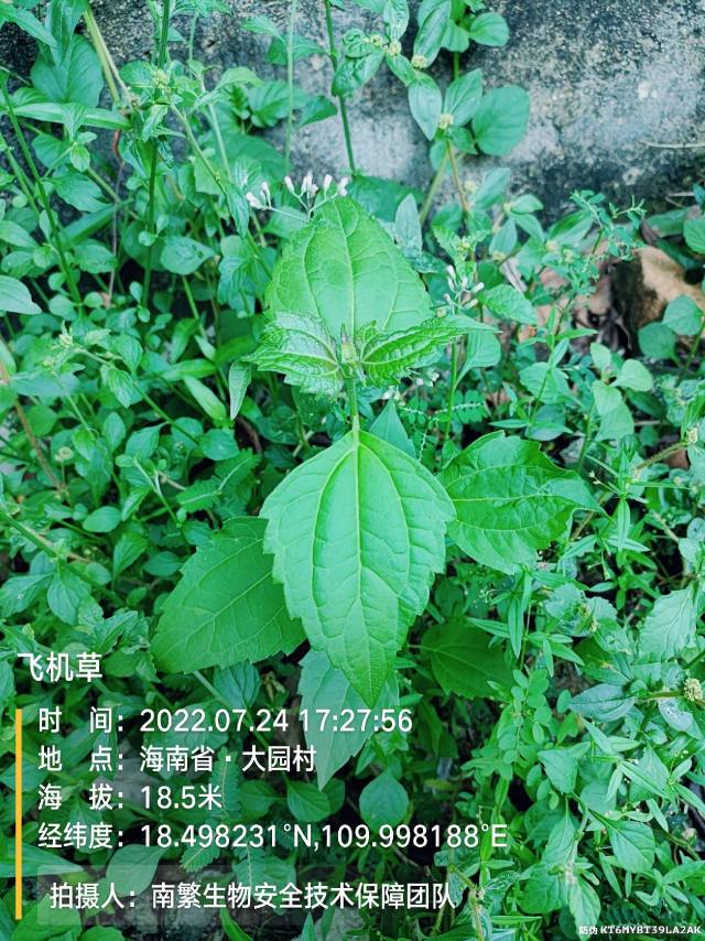 飞机草