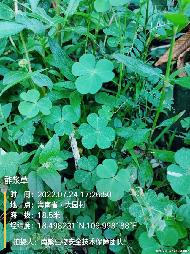 酢浆草