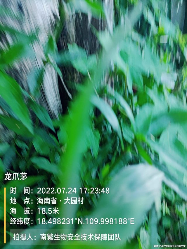 龙爪茅