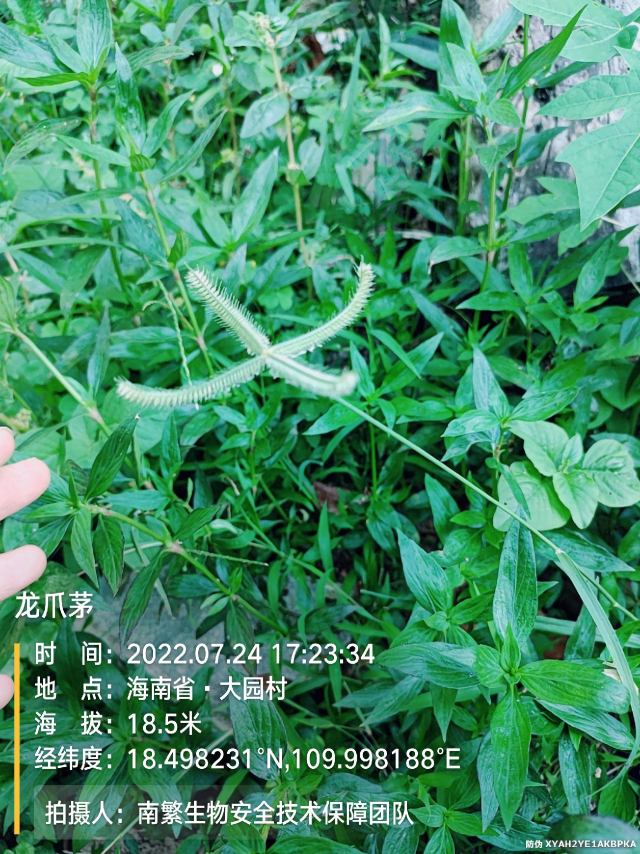 龙爪茅