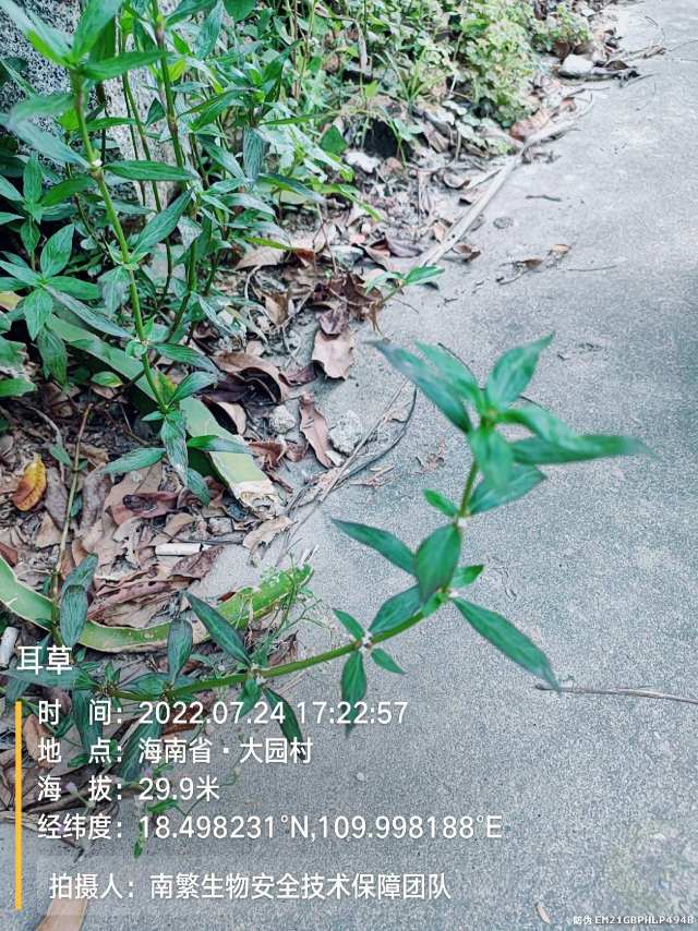 耳草