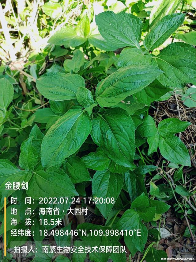 金腰剑