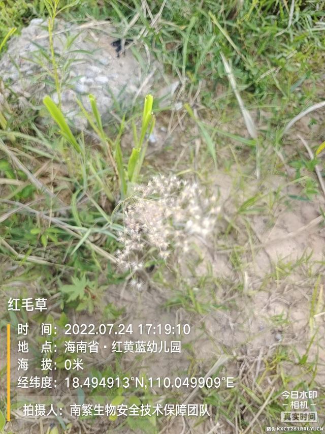 红毛草