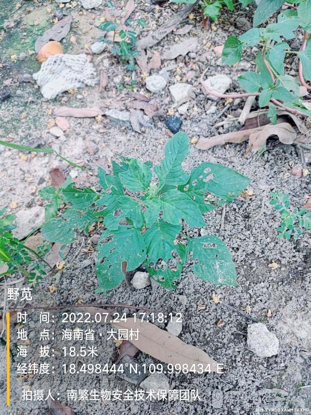 野苋