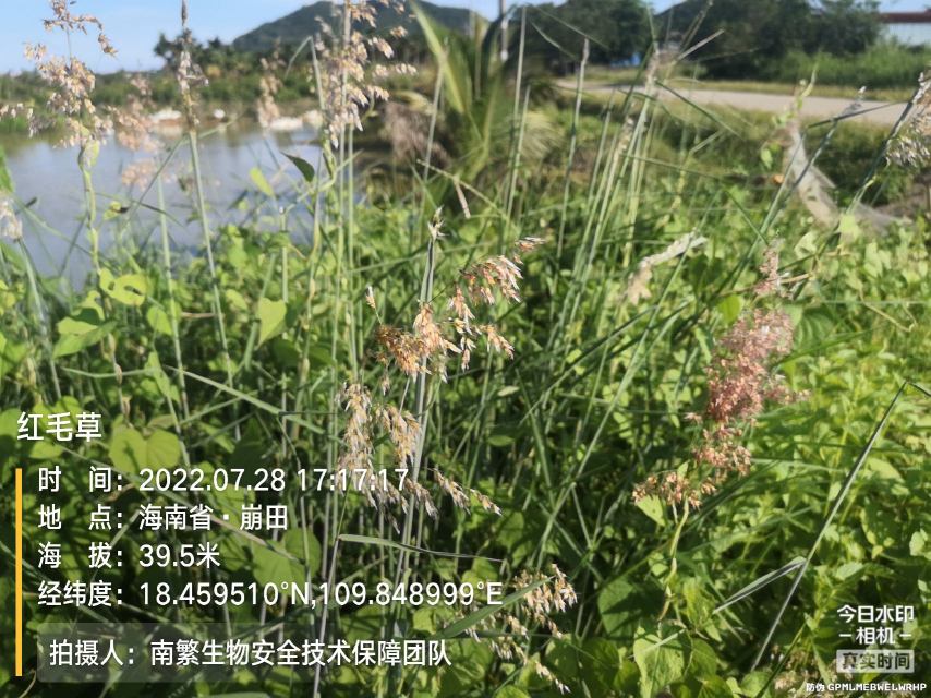 红毛草