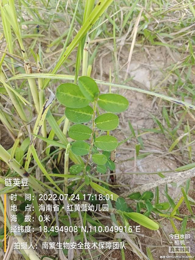 链荚豆