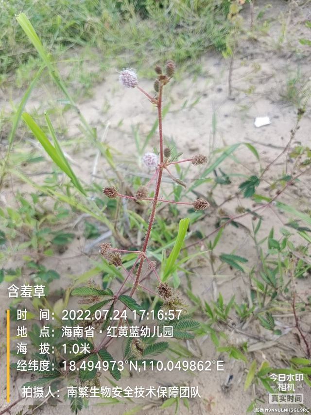 含羞草