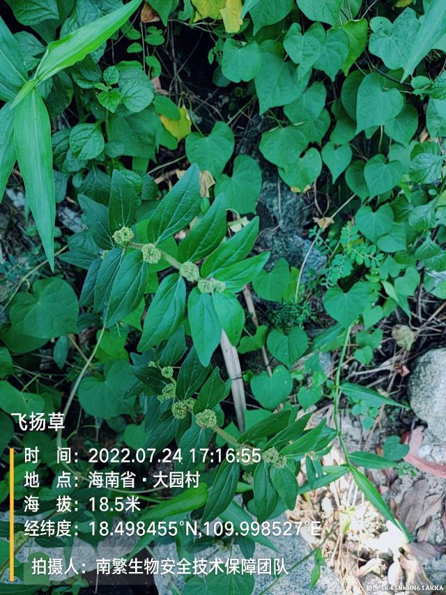 飞扬草