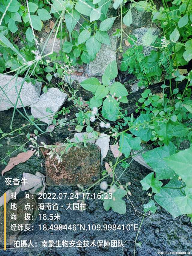 夜香牛