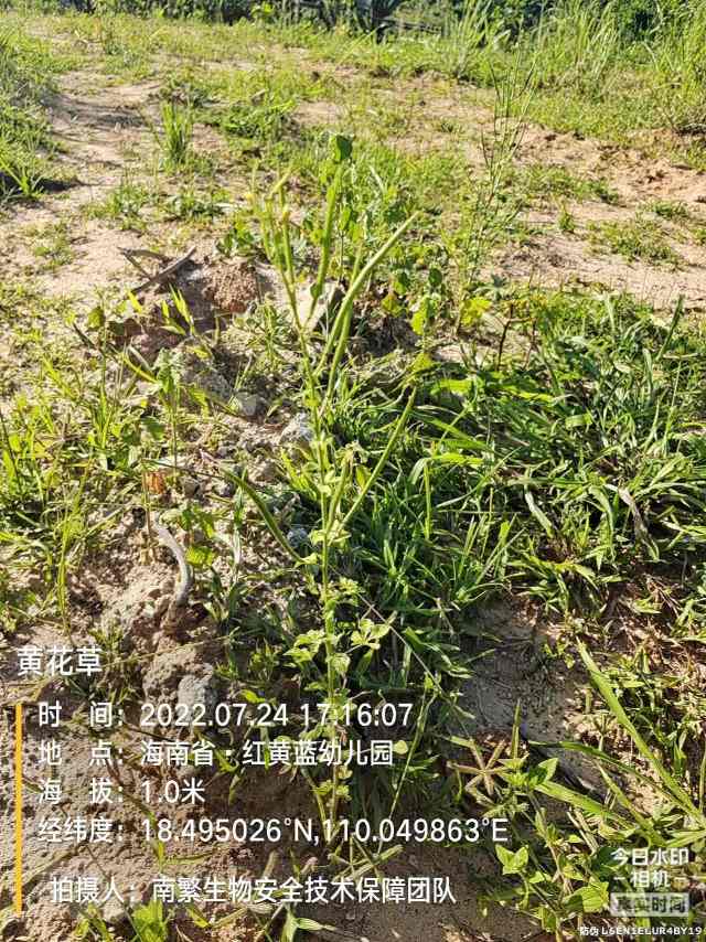 黄花草