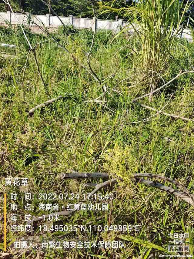 黄花草